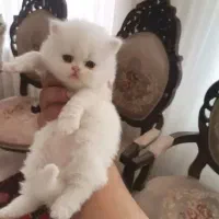 پرشین سوپر فلت