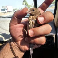 سهره قناری
