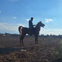 اسب ۷ساله ترک