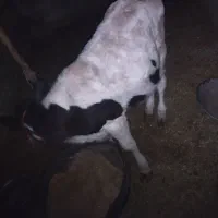 گاو|حیوانات مزرعه|زابل, |دیوار