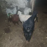 بز و گوسفند|حیوانات مزرعه|مشهد, ویلاشهر|دیوار