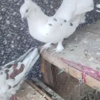 چند عدد کفتر معاوضه و فروشی