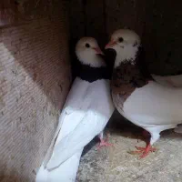 کفتر طوقی فروشی