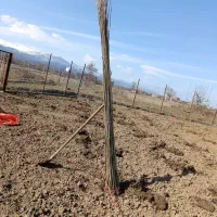 کارهای نهال کاری فنس کشی درخت بری