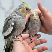 دو عدد عروس سینامون فول دستی|پرنده|شوشتر, |دیوار