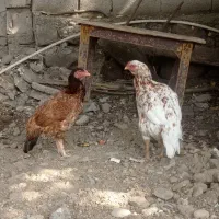 تخم لاری اصیل|حیوانات مزرعه|اردبیل, |دیوار