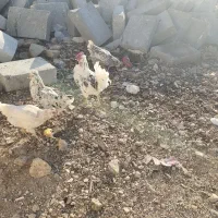 تخم مرغ گلین|خوردنی و آشامیدنی|دشت ذهاب, |دیوار