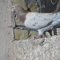 کبوتر هفرنگ زرد یهودی کبود خطی ماده خوشرنگ سیاه|پرنده|تاکستان, |دیوار