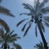 پنیر نخل غاپ