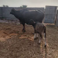گاومیش با
