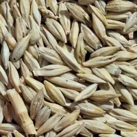 جو بذری سهند دوپر آبی امسالی