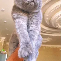 واگذاری گربه اسکاتیش