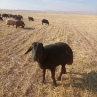 ی عددقوچ سیم توک وزن110کیلو