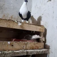 کله دم سفید