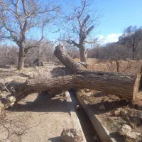 خرید وفروش چوب|خدمات باغبانی و درختکاری|یزد, |دیوار