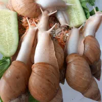 حلزون مولد تخم گزار|خزنده|کرج, کمالشهر|دیوار