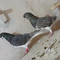 کفتر شهری قهوه|پرنده|شیراز, کفترک|دیوار