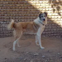 توله ۹ماهه|سگ|تربتحیدریه, پائین ولایت|دیوار