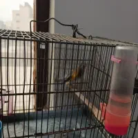 سهر امسالی جوجه قفس حلقه پا