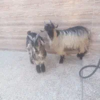 دو راَس بیگ نر چاق ایلاقی|حیوانات مزرعه|مسجد سلیمان, |دیوار