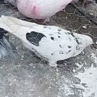 کفتر گم شده