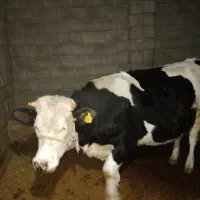 گاوسیمنتال