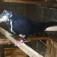 چنتا کفتر گرفتنی قاره دم سفید زغالی  دم سفید طلا