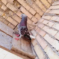 کبوتر کوهی دم سفید
