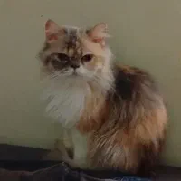 مخمل پرشین گربه ۷ ماهه سوپر فلت ماده مغرو جذاب