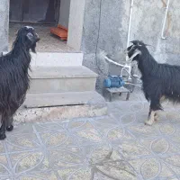 بز .|حیوانات مزرعه|سیوان, |دیوار