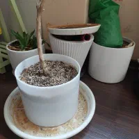 گلدان سرامیکی و پلاستیکی