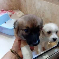 فروش دوتا سگ