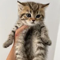 بریتیش شورت هیر گلد تبی