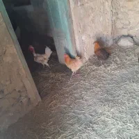 مرغ محلی دیلگونی وگلین|حیوانات مزرعه|سوق, |دیوار