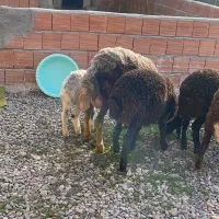 یک راس دوقلو بره ها نر و سه راس بره نر کردستانی ا|حیوانات مزرعه|آق قلا, |دیوار