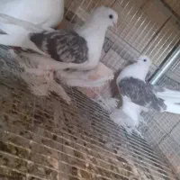 دوکت‌پرپا‌سلطنتی همدانی(ملایری) گوگ ترکیه(بازیکن)