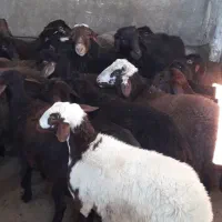 ۱۵راس بره نرقزل چاق گوشتی