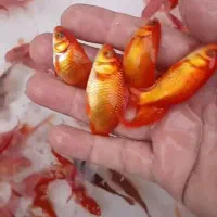 ماهی قرمز عید