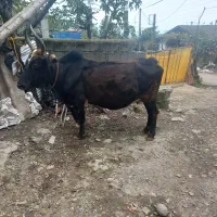 گاو شکم دار