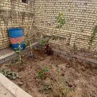 یک عدد سگ|سگ|کاشان, شهدا|دیوار