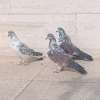کبوتر نر کاشونی|پرنده|شاهین‌شهر, شهرک هشت بهشت|دیوار