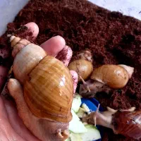 حلزون و خاویار  حلزون