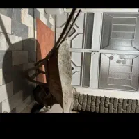 فرغون و سیم ۳،۶ سالم