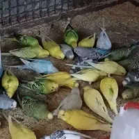 مرغ عشق