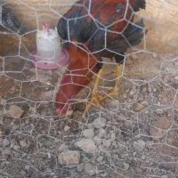 خرروس لاری ۸ ماهه جوان و اصیل|حیوانات مزرعه|شیراز, قلعه نو|دیوار