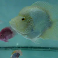 ماهی جدید رسید آکواریوم ماهیداران|ماهی|بیرجند, |دیوار