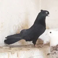 کبوتر سیاه واکسی