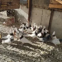 کبوتر تروم دار خاطر جمع