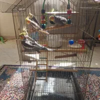 عروس هلندی نرماده