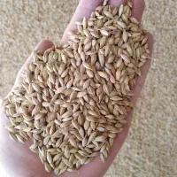 فروش جو، کنسانتره دامی، سبوس، تفاله، نون خشک